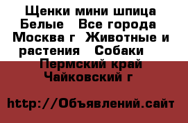 Щенки мини шпица Белые - Все города, Москва г. Животные и растения » Собаки   . Пермский край,Чайковский г.